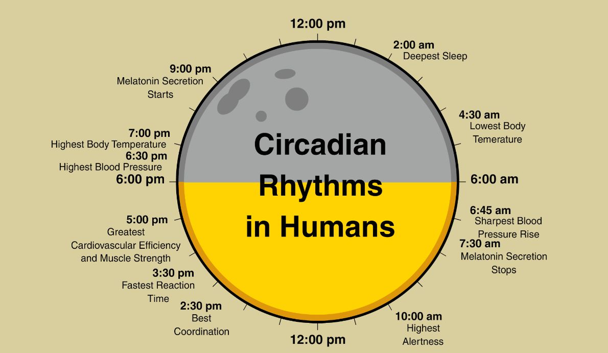 Circadian Rythms 